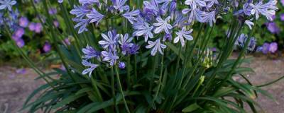 AGAPANTHUS 'Charlotte' cov 01