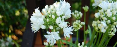 AGAPANTHUS DOUBLE DIAMOND (R) 'Rfdd' cov 01