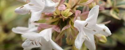 ABELIA x grandiflora TRICOLOR CHARM (R) 'Mincautri'cov 01