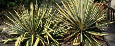 YUCCA filamentosa 'COLOR GUARD' 01