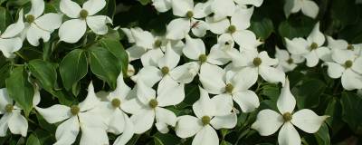 CORNUS kousa var.chinensis MANDARIN JEWEL (R) 'Madi-II' 01