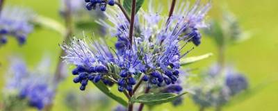 CARYOPTERIS x clandonensis 'HEAVENLY BLUE' 01