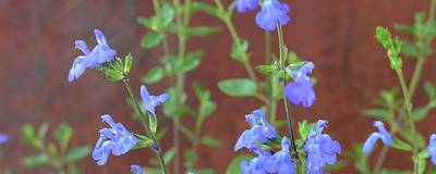 SALVIA microphylla VICTORIA BLUE (R) 'Vivisal'cov 01
