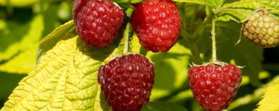 RUBUS idaeus GROOVY (R) 'Jdeboer005' cov 01