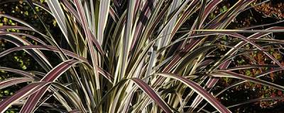 CORDYLINE banksii ELECTRIC FLASH (R) 'Sprilecflash' cov 01