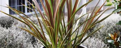 CORDYLINE banksii ELECTRIC STAR (R) 'Sprilecstar' cov 01