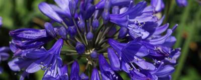 AGAPANTHUS EVER SAPPHIRE (R) 'Andbin' cov 01