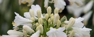 AGAPANTHUS EVER WHITE (R) 'WP001' cov 01