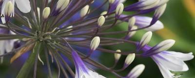 AGAPANTHUS FIREWORKS (R) 'Mdb001' cov 01