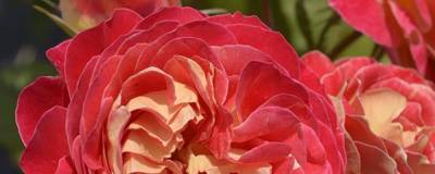 ROSIER x NOUVELLE EPOQUE (R) 'Wekpupmololop' cov 01