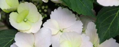 HYDRANGEA X RUNAWAY BRIDE (R) SNOW WHITE 'USHYD0405' cov 01