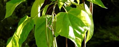 CATALPA bignonioides 01