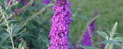 BUDDLEJA x PW (R) 'Miss Violet' cov 01