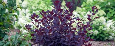 COTINUS coggygria PW (R) WINECRAFT BLACK (R) 'NCC01' cov 01