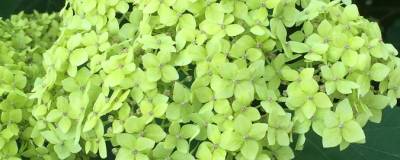 HYDRANGEA arborescens PW (R) LIME RICKEY 'SMNHARL' cov 01