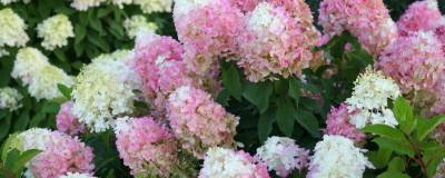 HYDRANGEA paniculata PW (R) PINKACHU (R) 'SMHPPINKA' cov 01