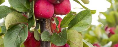 MALUS x purpurea APPLETINI (R) 'Gulliver' cov 01