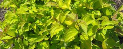 CORNUS alba FE (R) NEON BURST (R) 'ByBoughen' 01