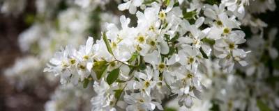 EXOCHORDA macrantha FE (R) LOTUS MOON (R) 'Bailmoon' 01