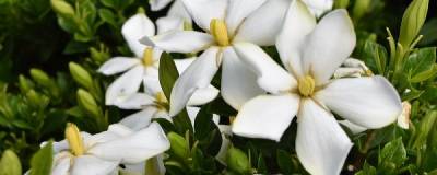 GARDENIA jasminoides FE (R) SWEET STAR (R) 'Piiga III' cov 01