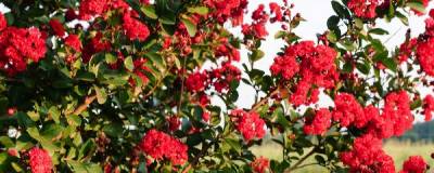 LAGERSTROEMIA FE (R) RUFFLED RED MAGIC (R) 'Piilag VII' cov 01