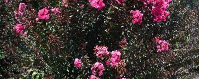 LAGERSTROEMIA FE (R) TWILIGHT MAGIC (R) 'Piilag VIII' 01