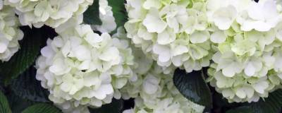 VIBURNUM plicatum FE (R) OPENING DAY (R) 'Piivib II' cov 01