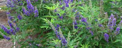 VITEX agnus-castus FE (R) DELTA BLUES (R) 'Piivac I' 01