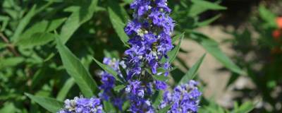 VITEX agnus-castus FE (R) BLUE PUFFBALL (R) 'Piivac II' 01