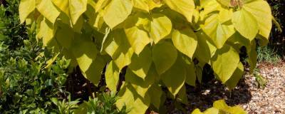 CATALPA bignonioides 'AUREA' 01