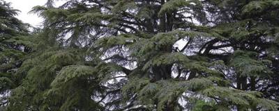 CEDRUS libani 01