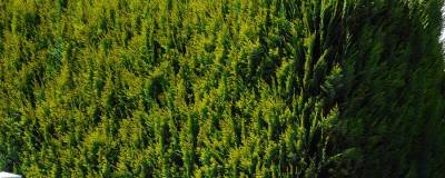 CHAMAECYPARIS lawsoniana 'ALUMIGOLD' 01 CHAMAECYPARIS lawsoniana 'ALUMIGOLD' 01