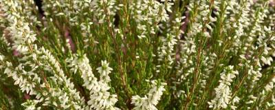 CALLUNA vulgaris 'MELANIE' 01