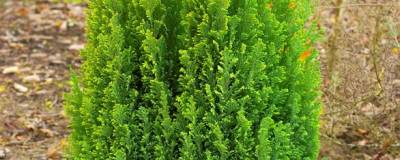 CHAMAECYPARIS lawsoniana 'ELLWOOD'S GOLD' 01