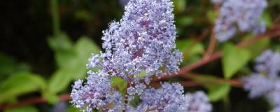 CEANOTHUS x delilianus 'GLOIRE DE VERSAILLES' 01