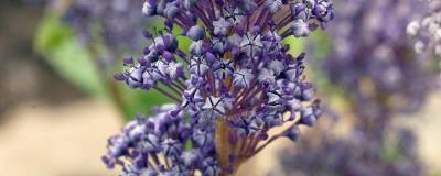 CEANOTHUS x delilianus 'COMTESSE DE PARIS' 01