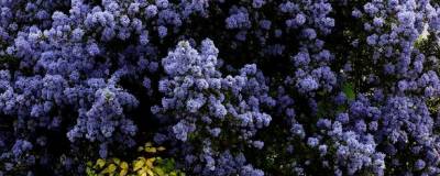 CEANOTHUS impressus 'PUGET BLUE' 01