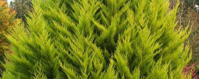 CUPRESSUS macrocarpa 'GOLDCREST' 01