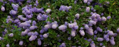 CEANOTHUS thyrsiflorus var.repens 01