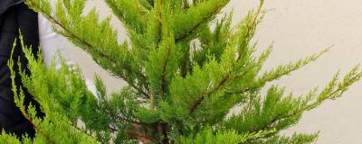 CUPRESSUS macrocarpa 'LUTEA' 01