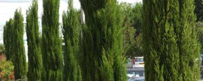 CUPRESSUS sempervirens 'STRICTA' 01