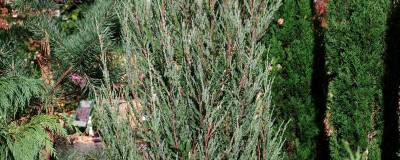 JUNIPERUS scopulorum 'BLUE ARROW' 01