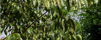 CELTIS australis 01