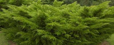 JUNIPERUS x media 'MINT JULEP' 01