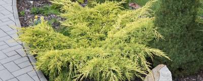 JUNIPERUS x media 'OLD GOLD' 01