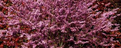 CERCIS siliquastrum 01