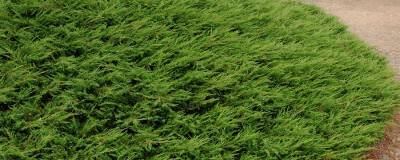 JUNIPERUS communis 'REPANDA' 01