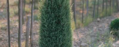 JUNIPERUS communis 'SENTINEL' 01