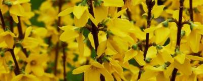 FORSYTHIA x intermedia 'MINDOR' cov 01