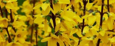 FORSYTHIA x intermedia 'MINDOR' cov 01